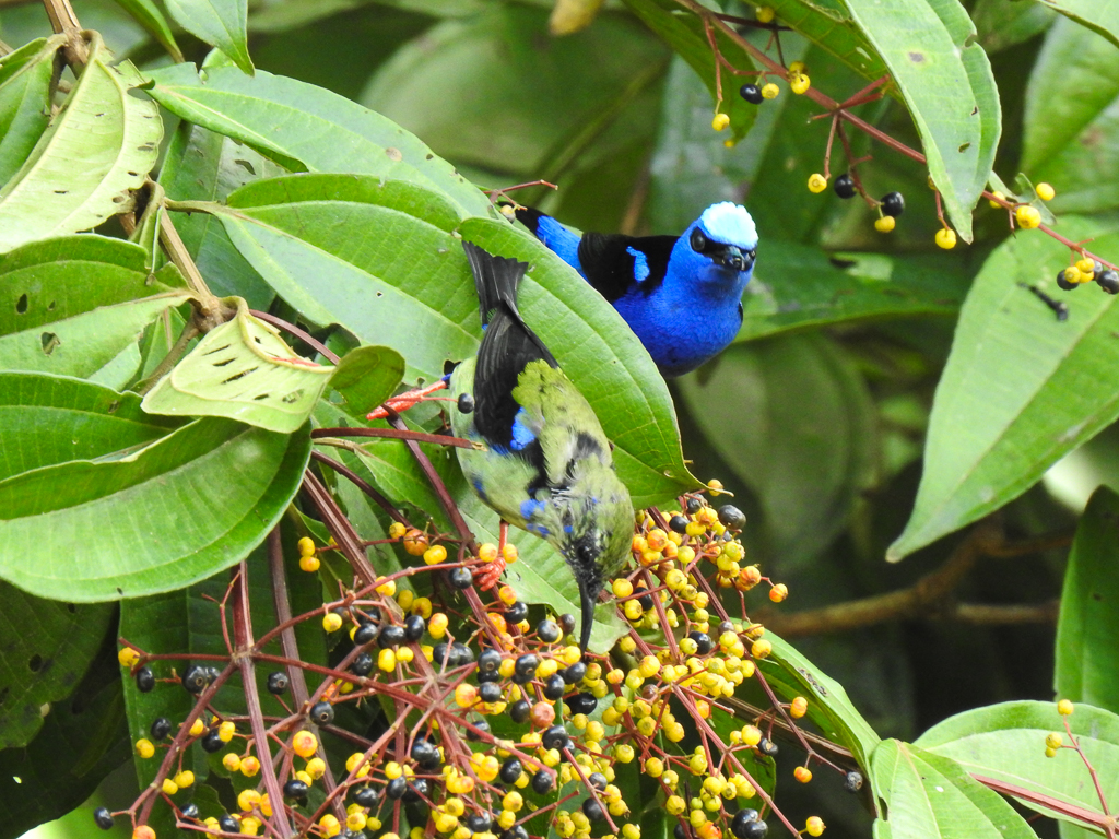 Red-legged Honeycreeper