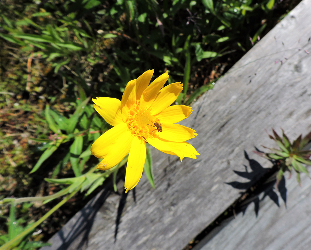 Alpine Arnica