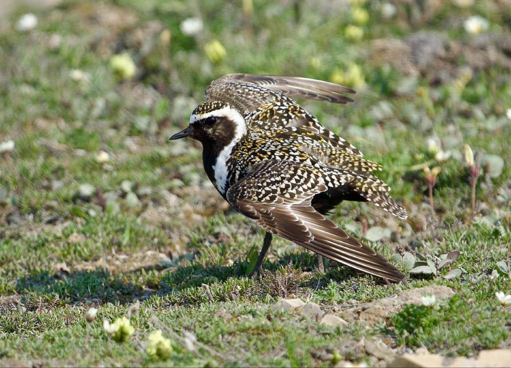 American Golden Plover