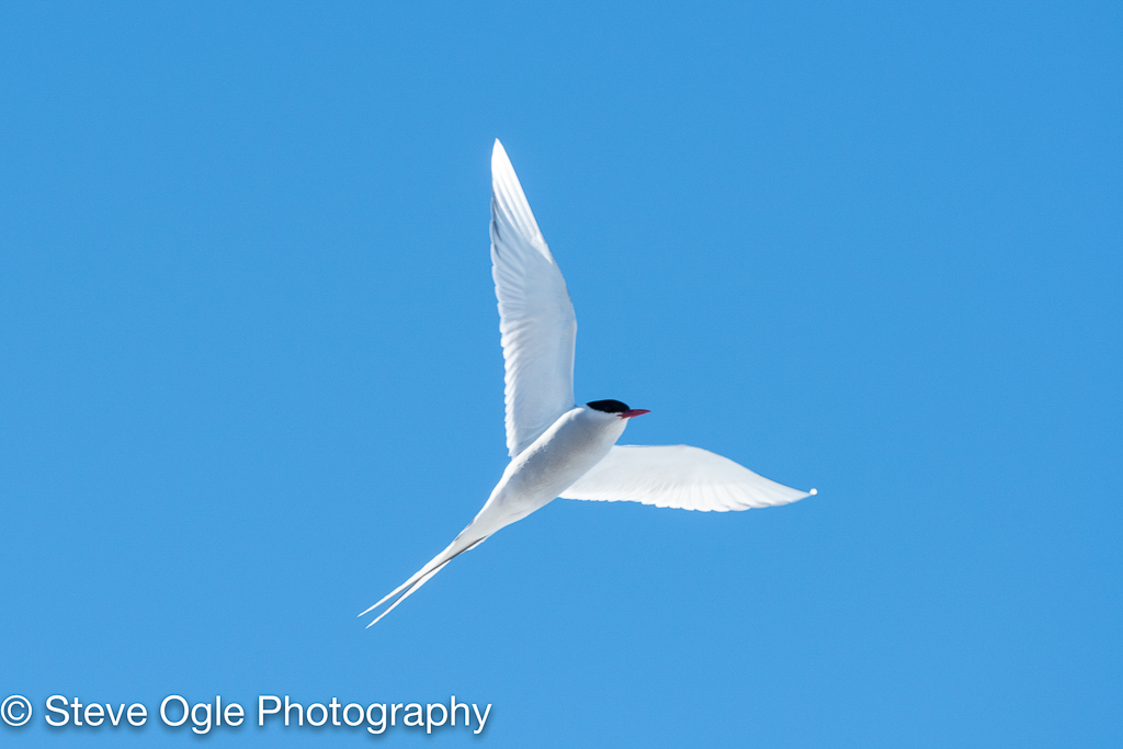 Arctic Tern