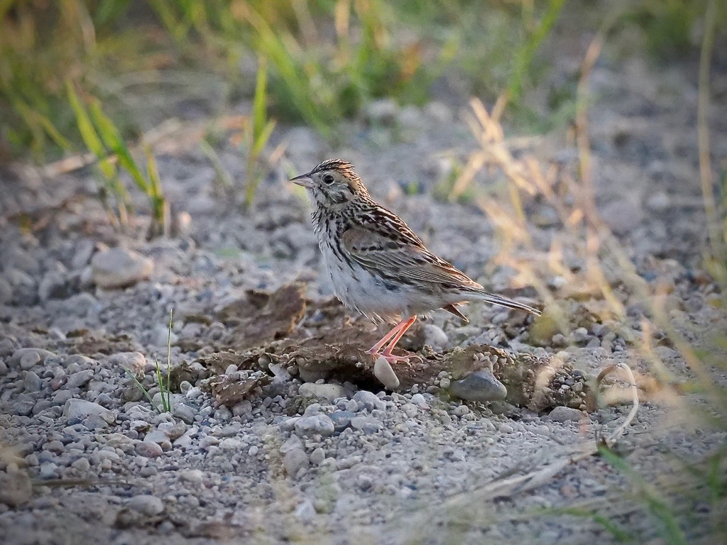 Baird's Sparrow