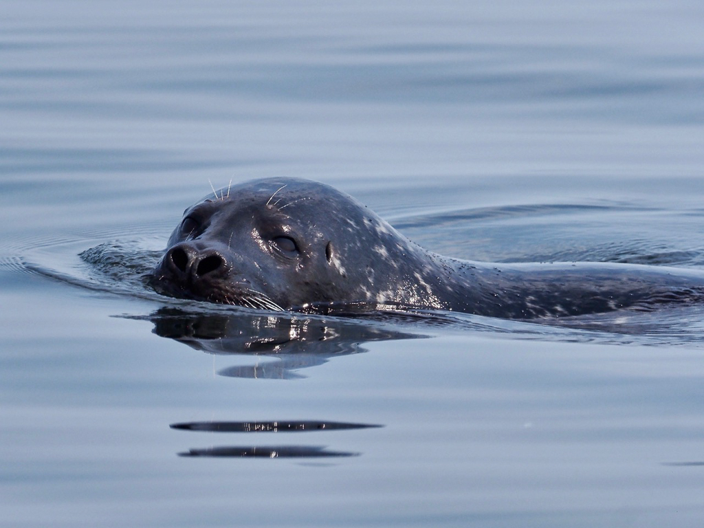 Bearded Seal