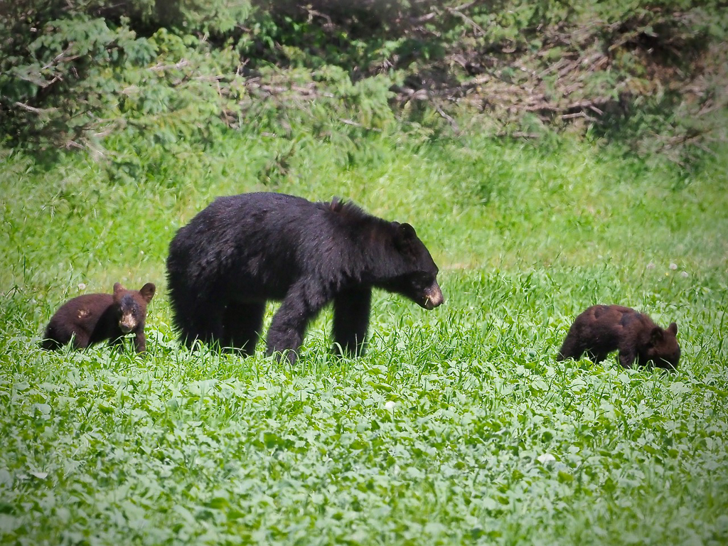 Black bear and cubs