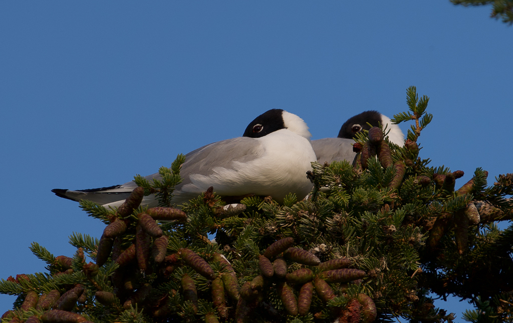 Bonaparte's Gull