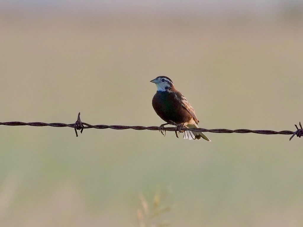 Chestnut-collared Longspur