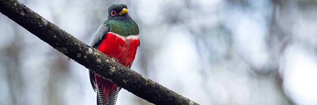 An introduction to Neotropical bird families