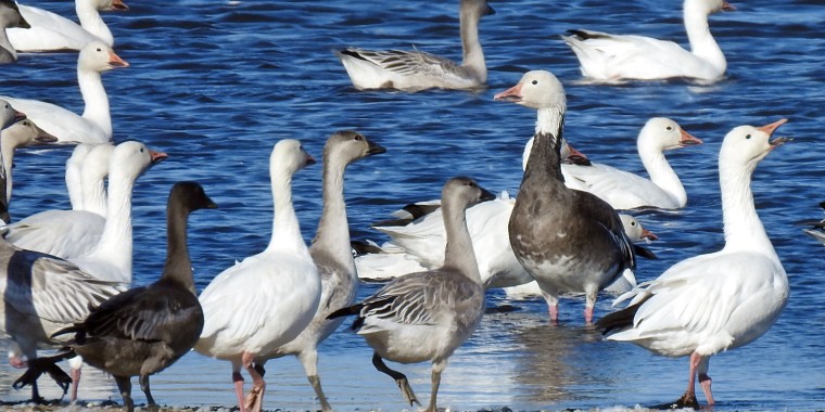 Saskatchewan Whooping Cranes Trip Reports 2021 (Tour 1: Oct 2-6, 2021)