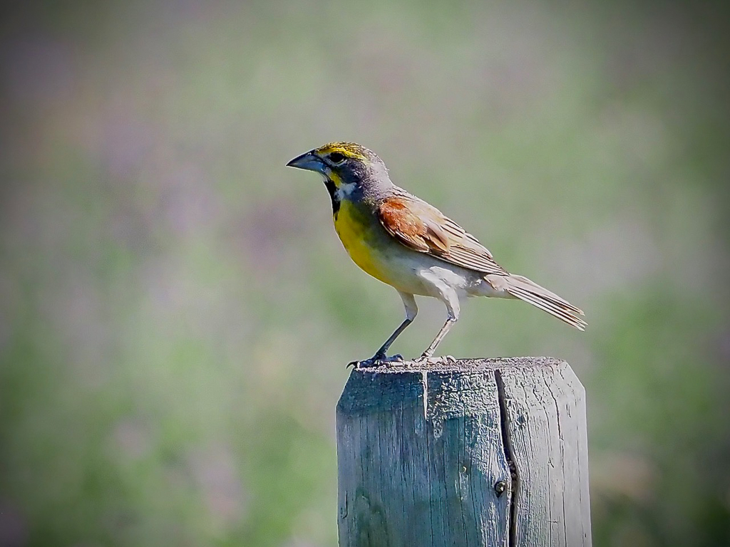  Dickcissel