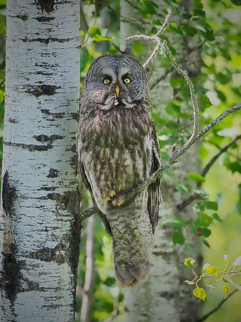 Great Gray Owl