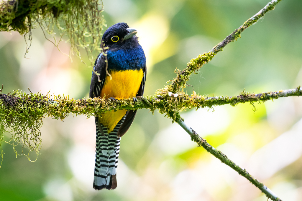 A Guianan Trogon perching on a mossy branch in the rainforest.