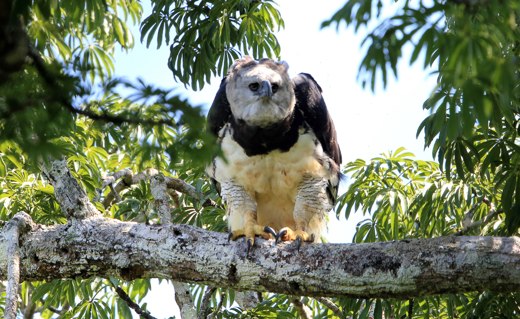 Harpy Eagle