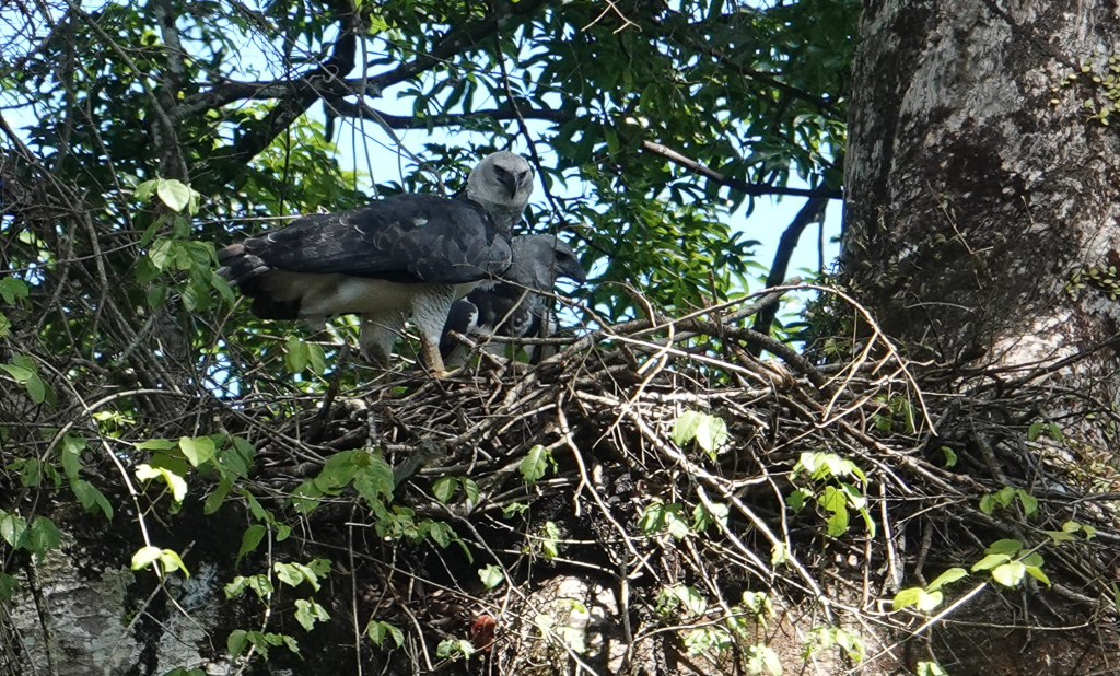 Harpy Eagle pair on nest, Guyana