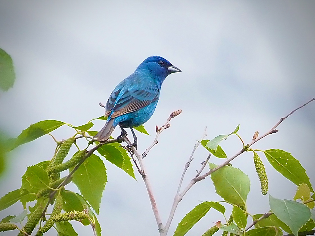 Indigo Bunting