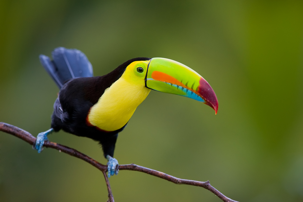 Keel Billed Toucan on branch