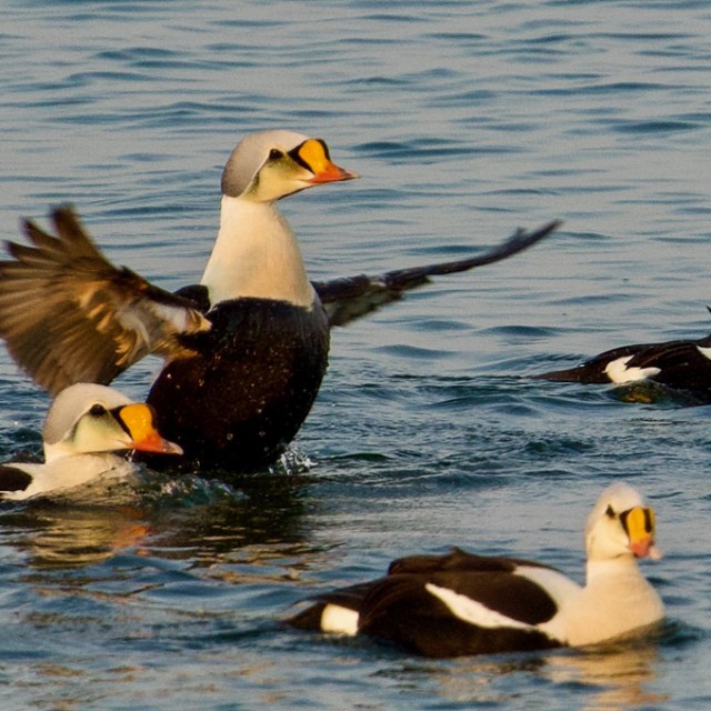 King Eider drakes