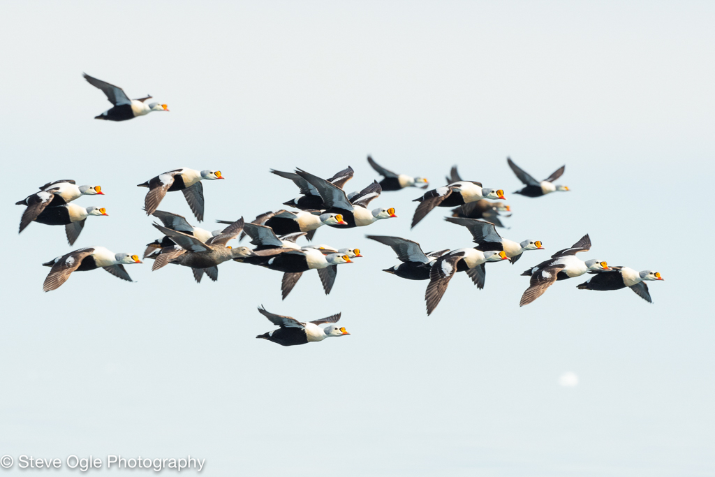 Flock of King Eiders