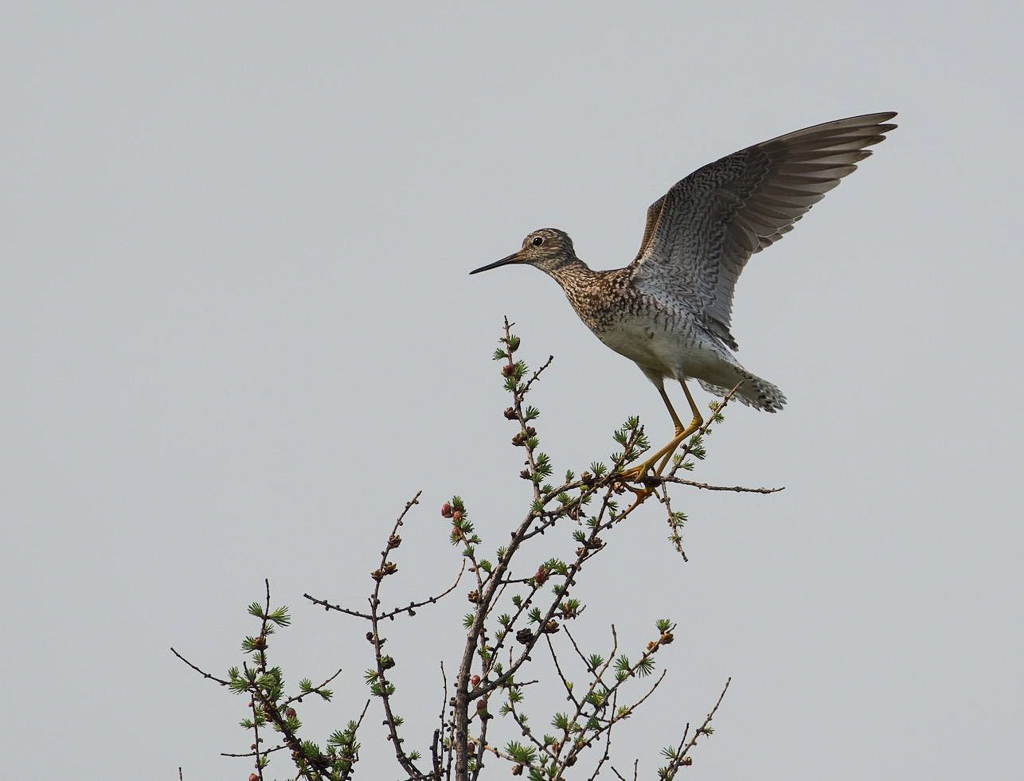 Lesser Yellowlegs