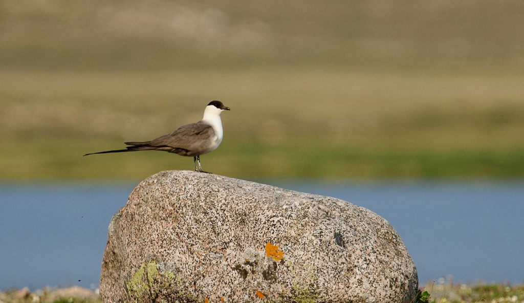 Long-tailed Jaeger