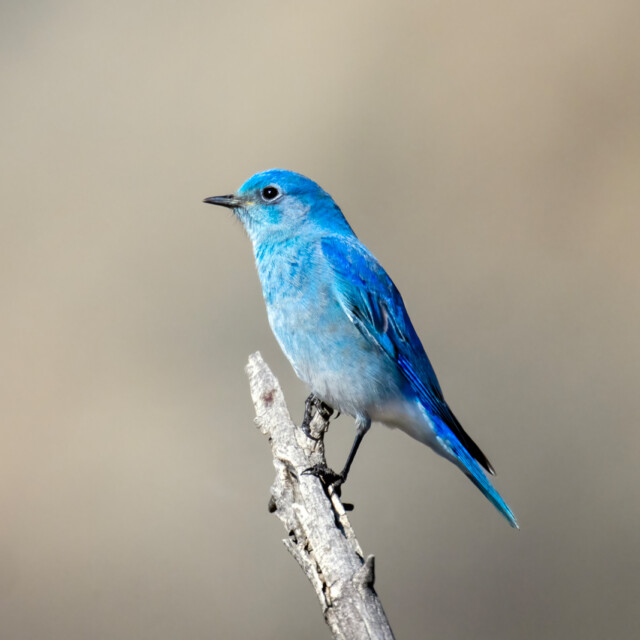 Mountain Bluebird