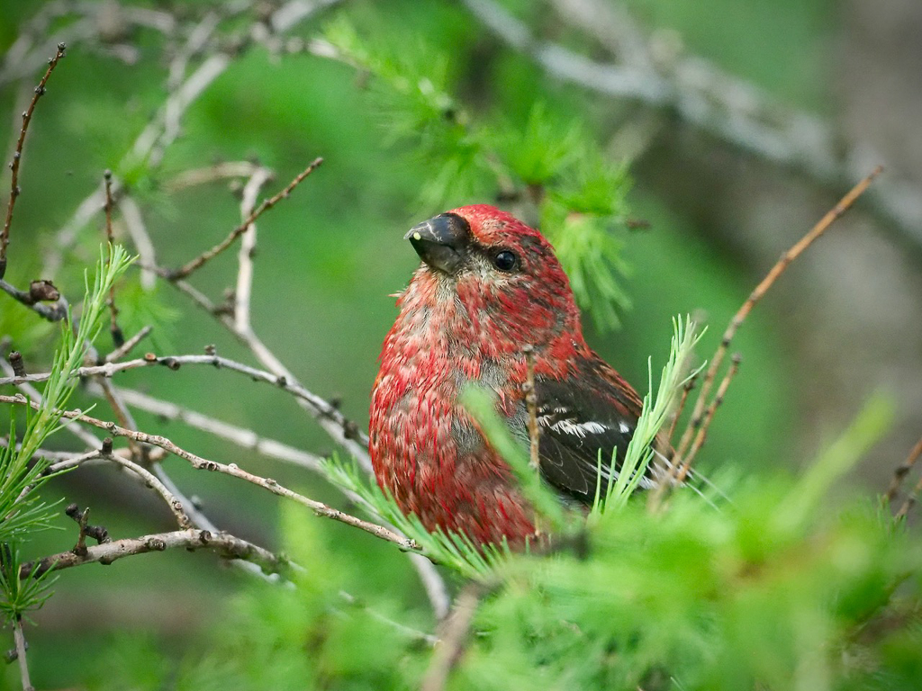 Pine Grosbeak