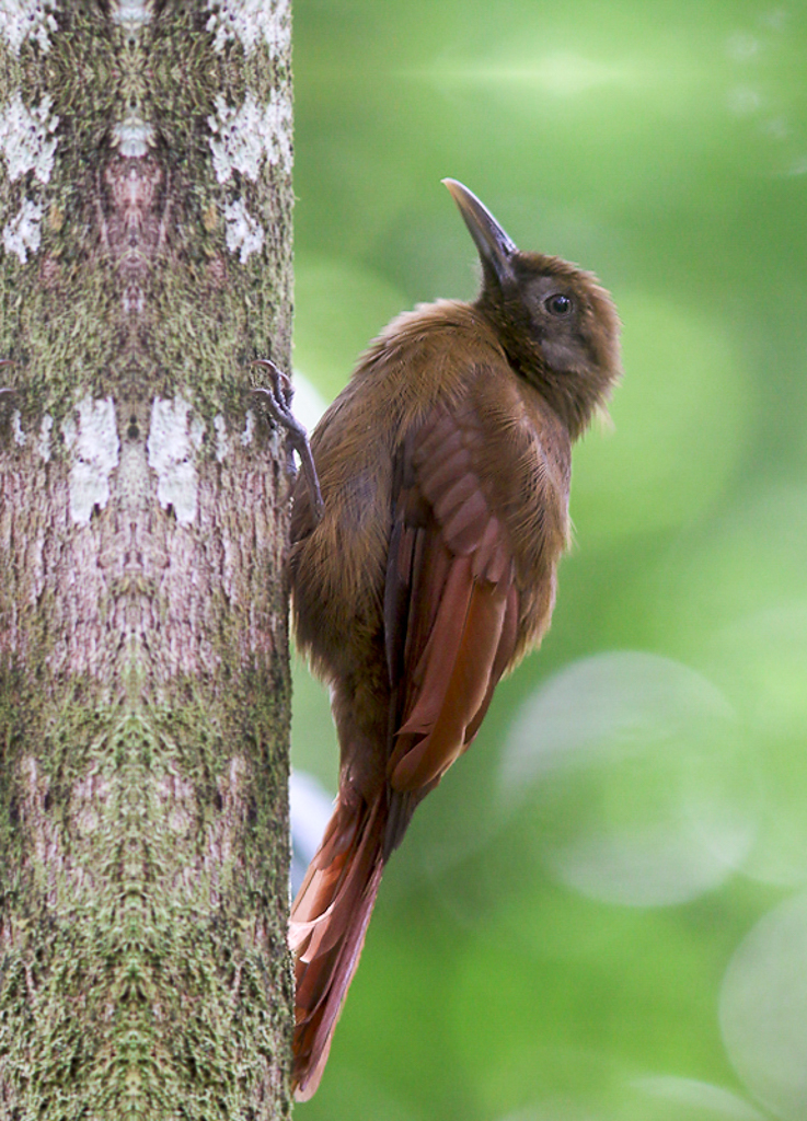Plain Brown Woodcreeper