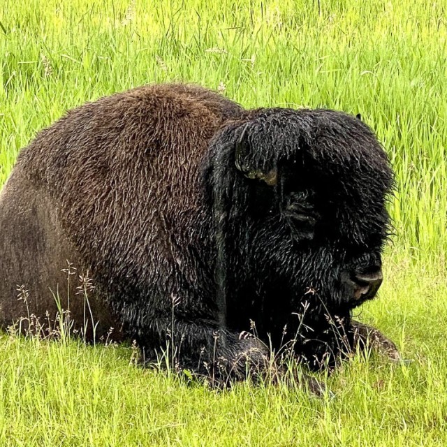 Plains Bison