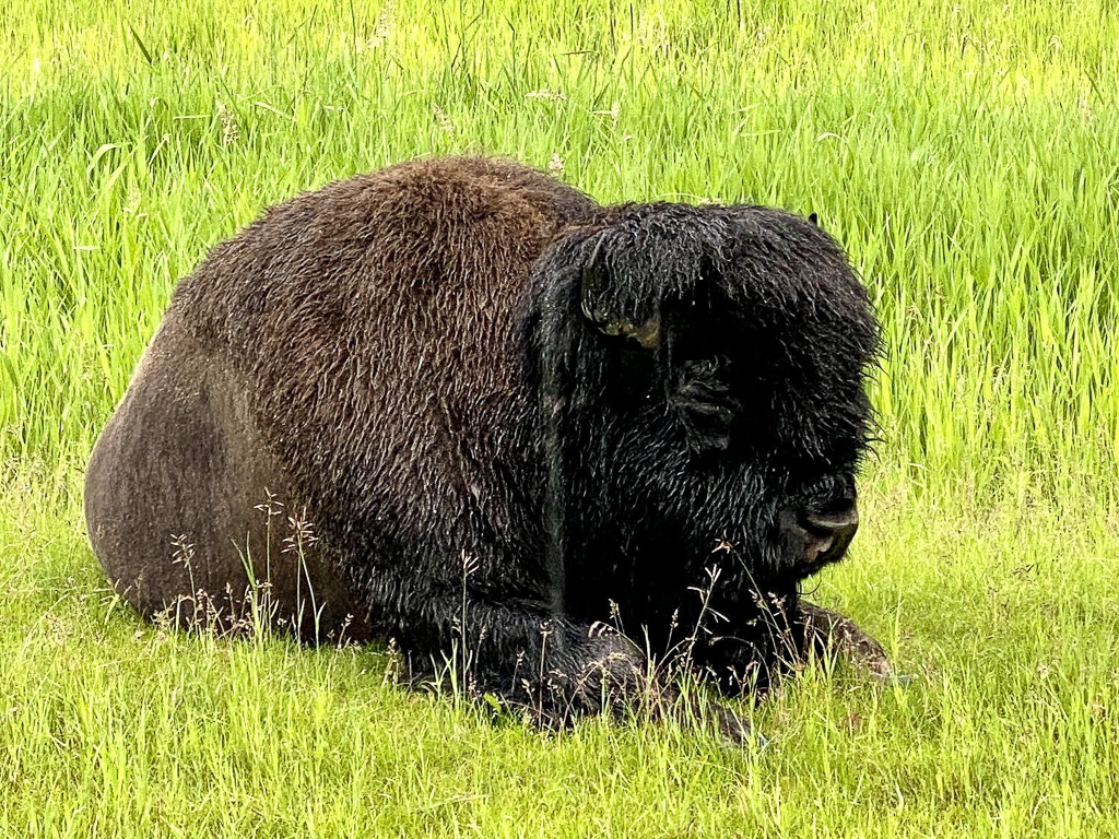 Plains Bison