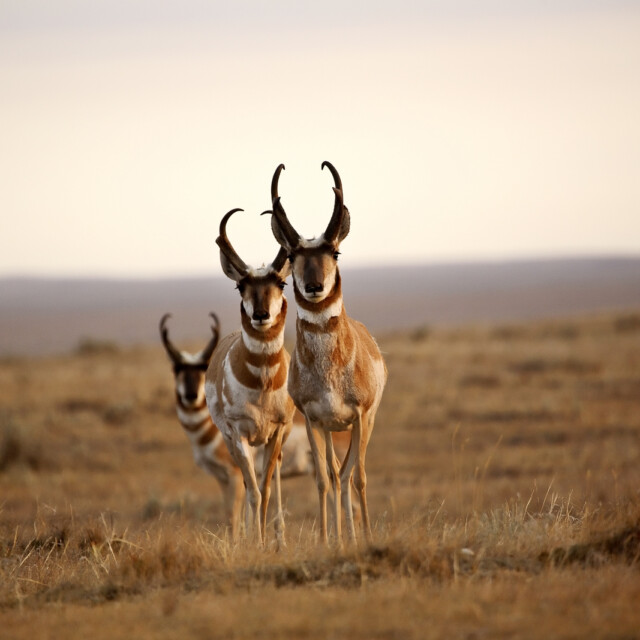 Three male Pronghorns, Alberta