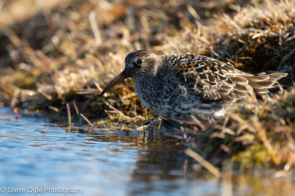 Purple Sandpiper