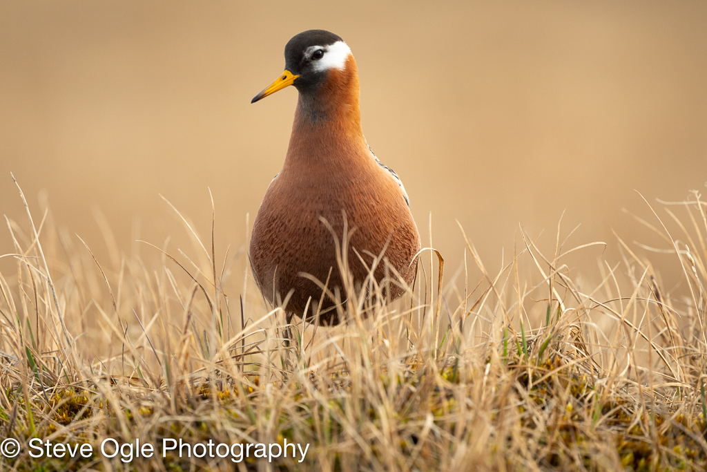 Red Phalarope