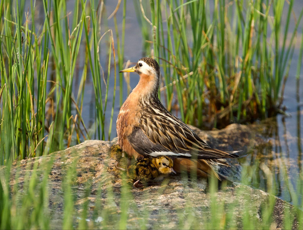 Red Phalarope brooding chicks