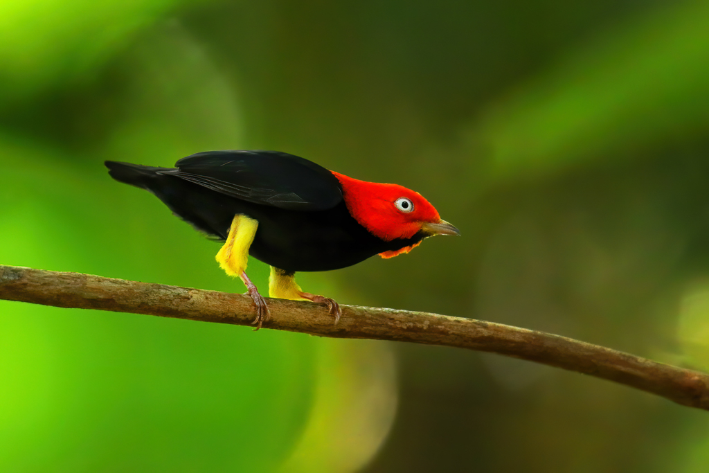 Red-capped Manakin