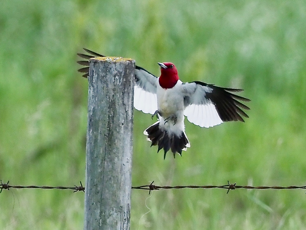 Red-headed Woodpecker