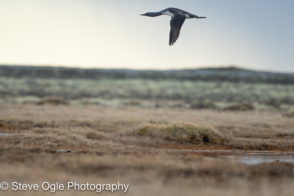 Red-throated Loon