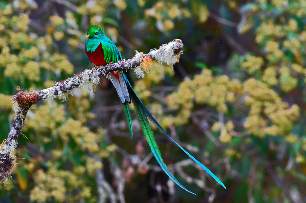 Resplendent Quetzal