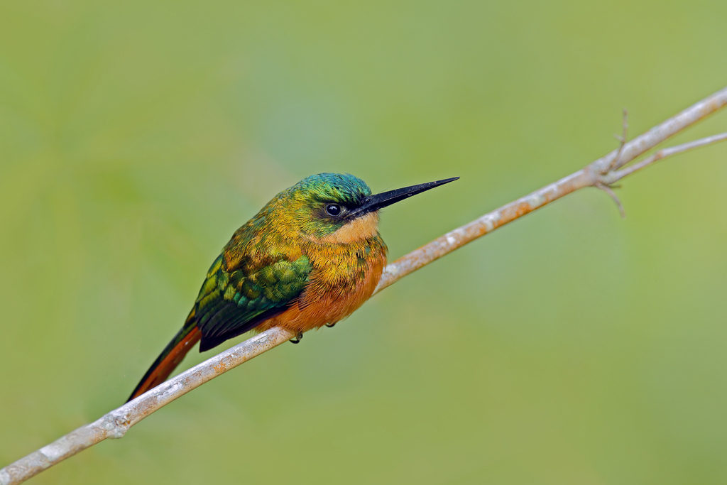 Rufous-tailed Jacamar