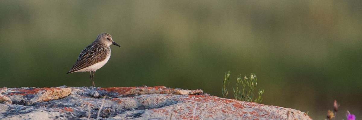 High Arctic & Northwest Territories 2022 Trip Report