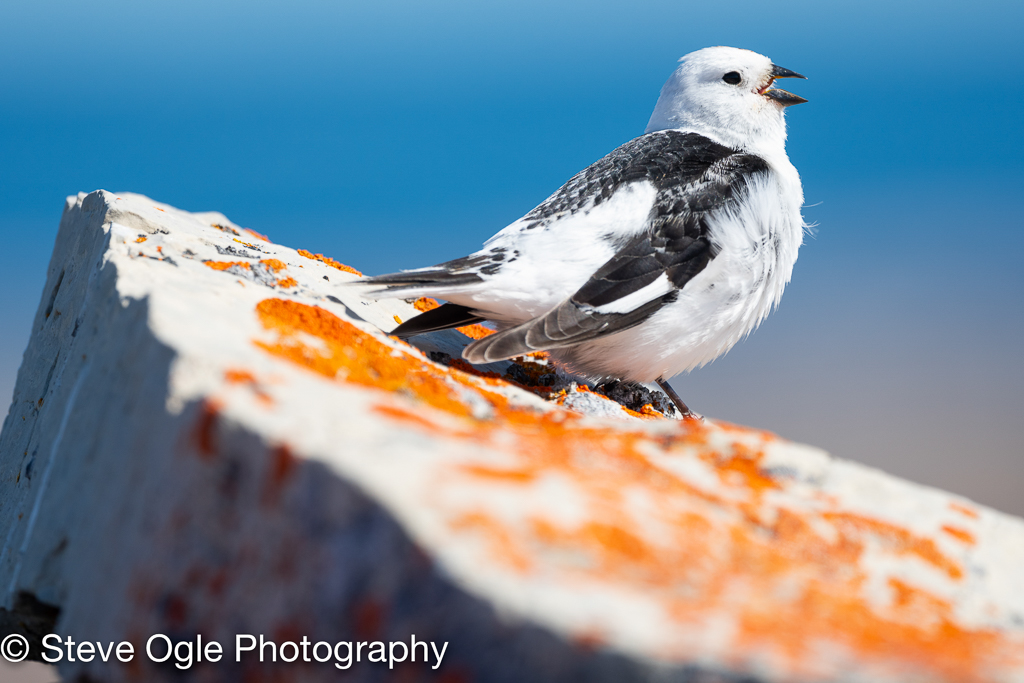 Snow Bunting
