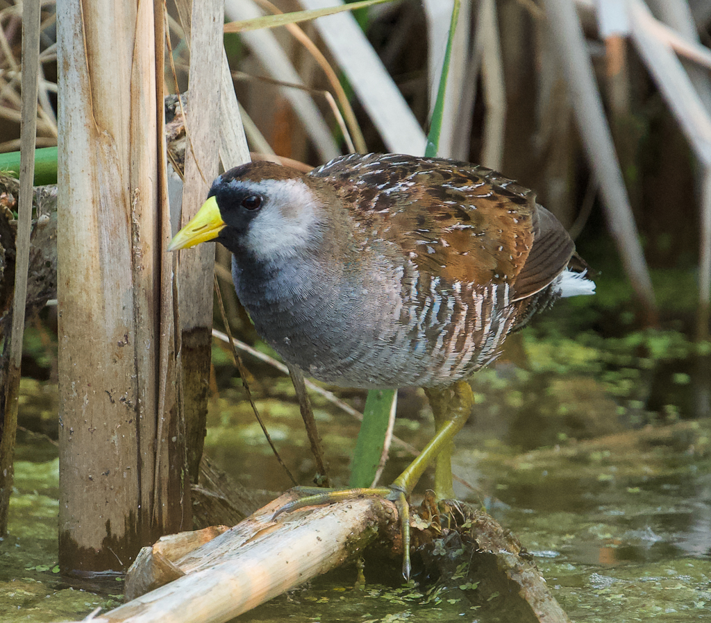 Sora Rail