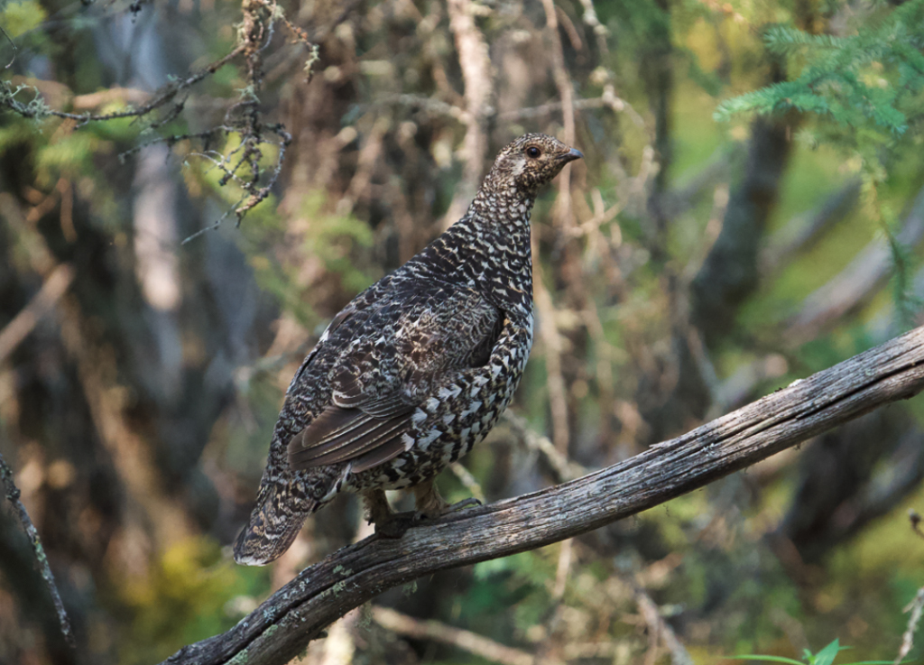 Spruce Grouse