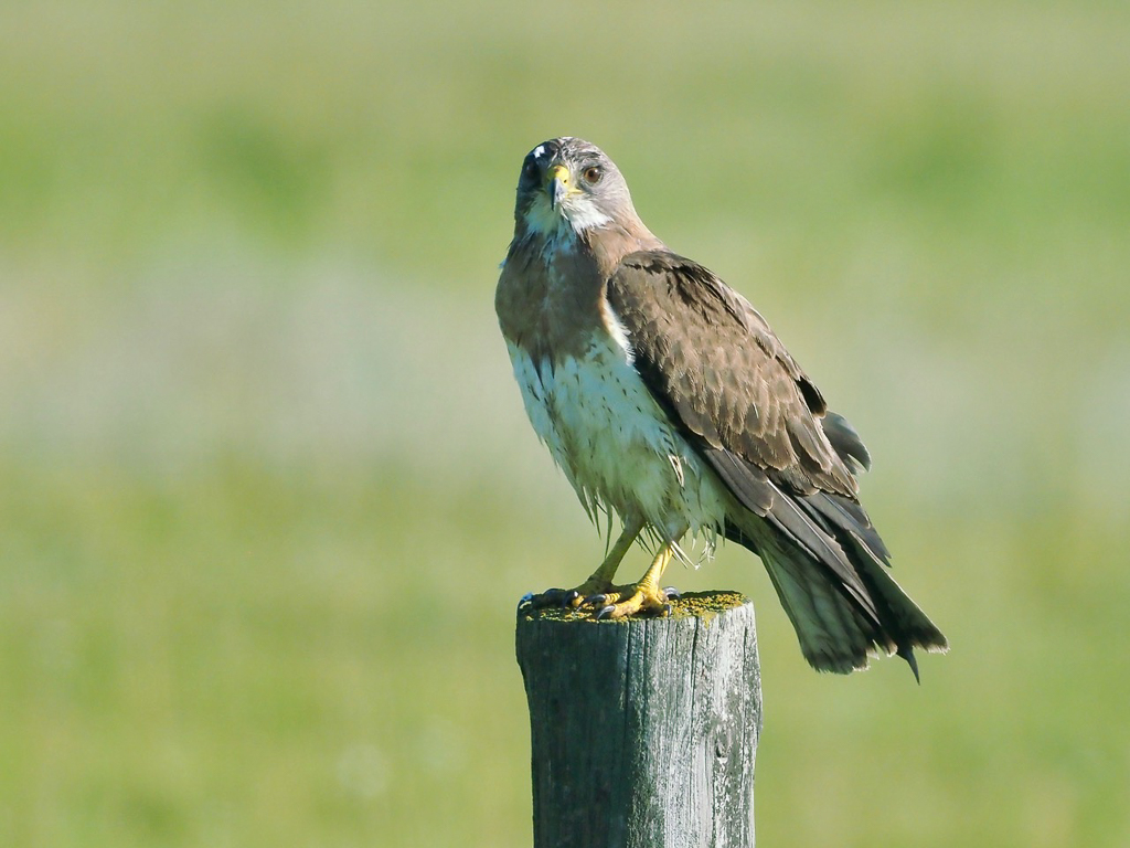 Swainson's Hawk © Betty Fisher