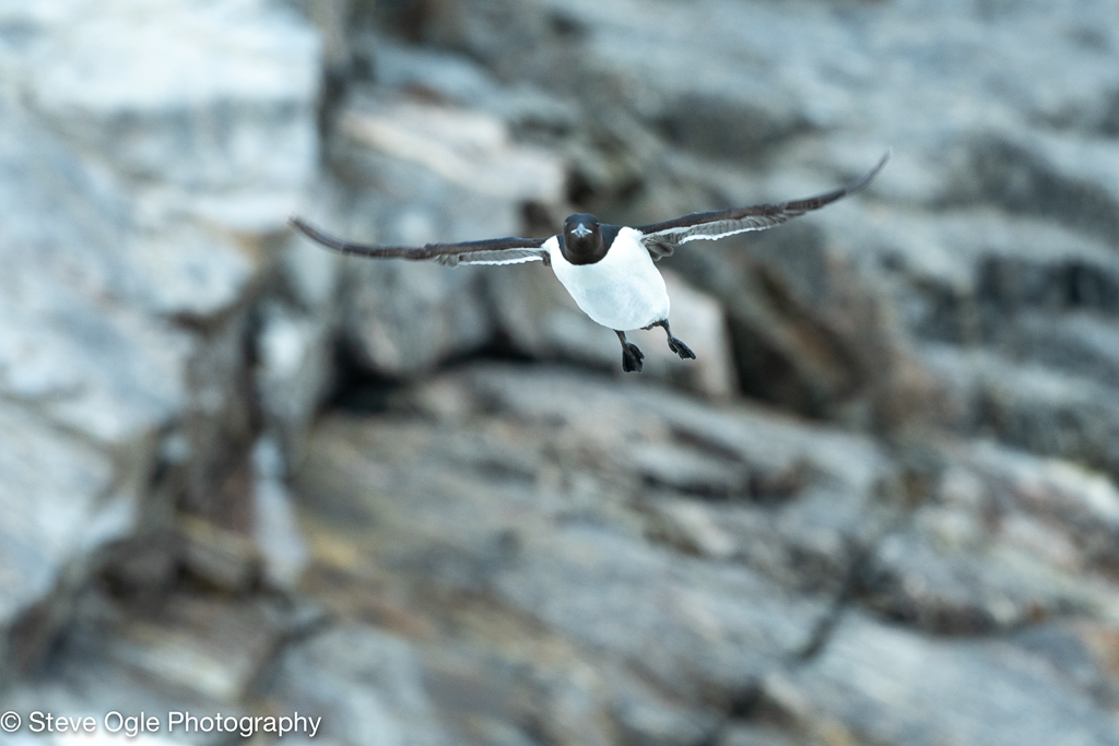 Thick-billed Murre