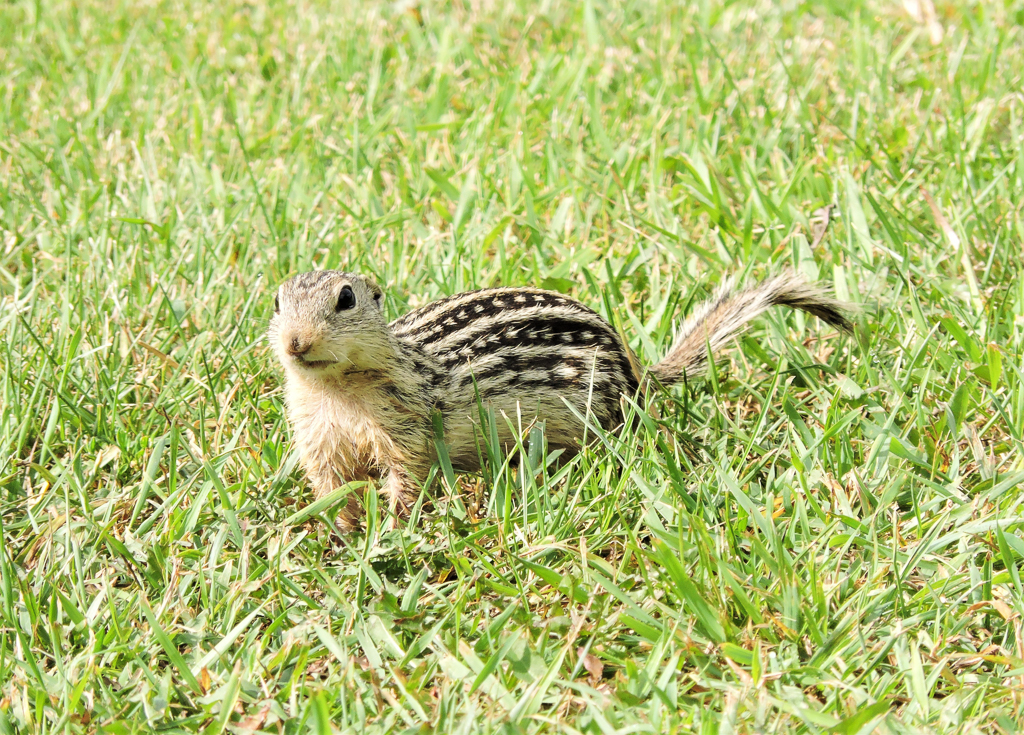 Thirteen-lined Ground Squirrels