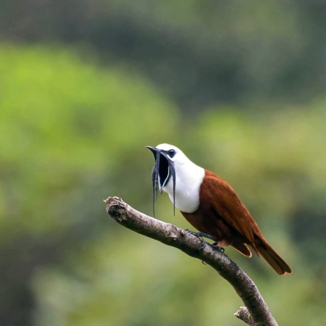 Male three-wattled bellbird (Procnias tricarunculatus) is a Central American migratory bird of the cotinga family