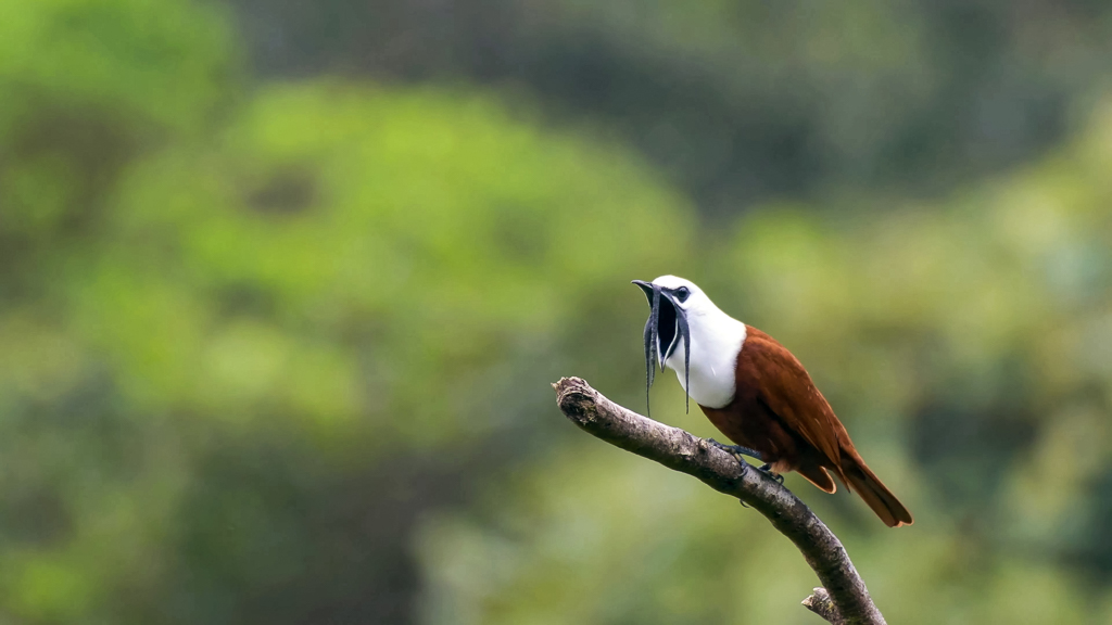 Male three-wattled bellbird (Procnias tricarunculatus) is a Central American migratory bird of the cotinga family
