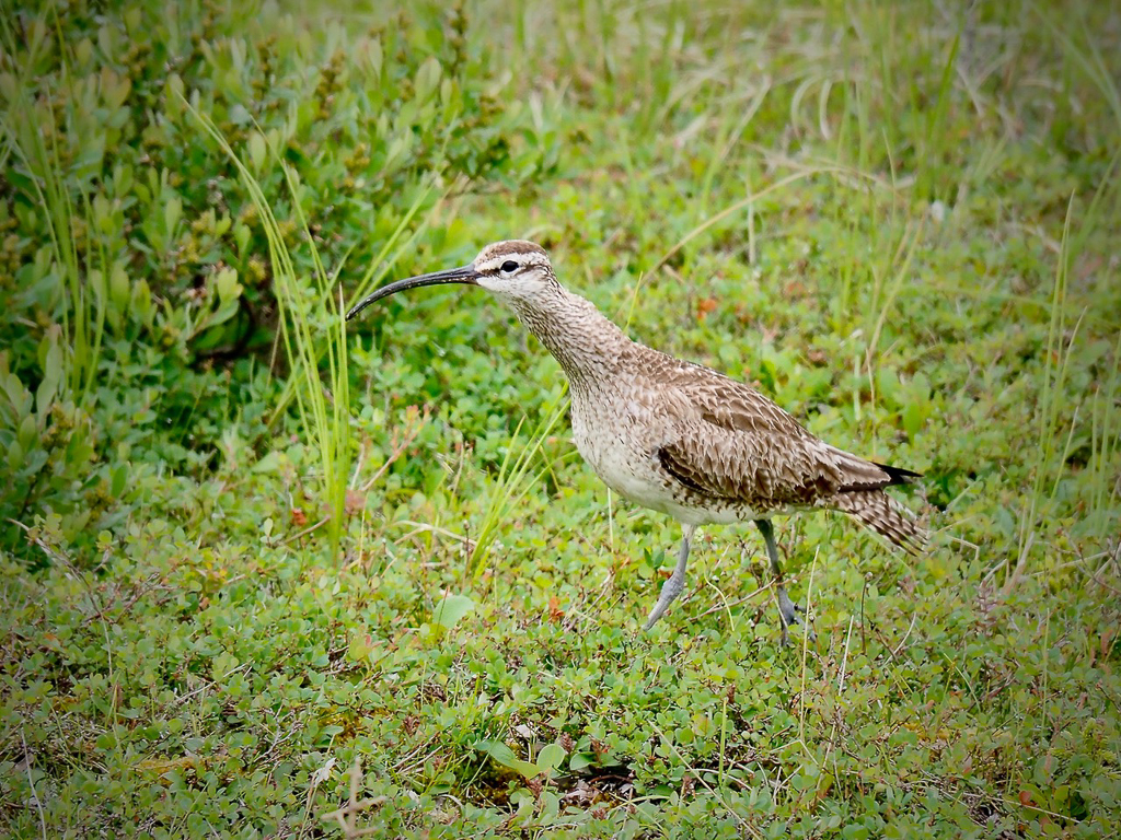 Whimbrel