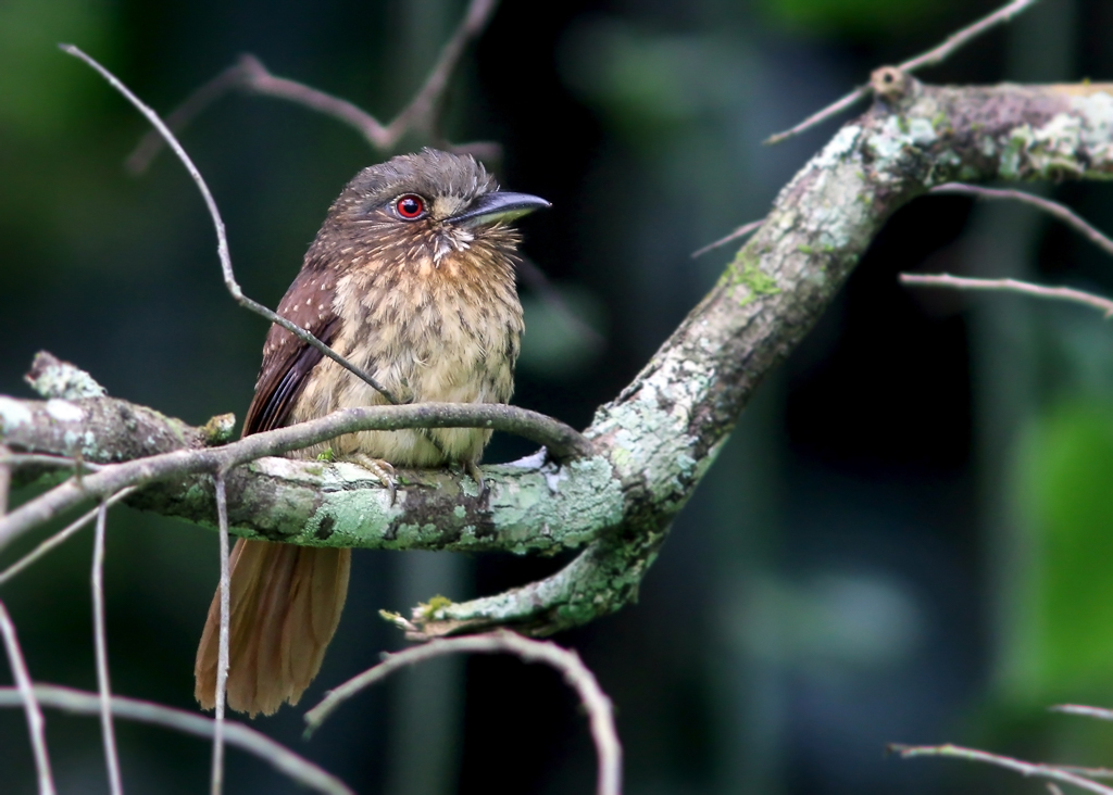 White-whiskered Puffbird