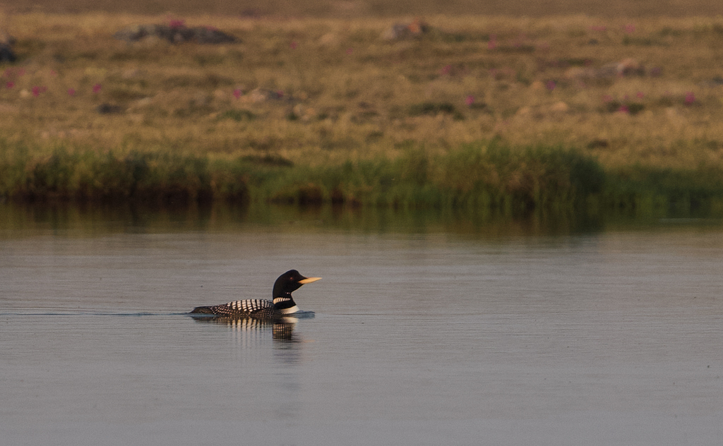 Yellow-billed Loon 
