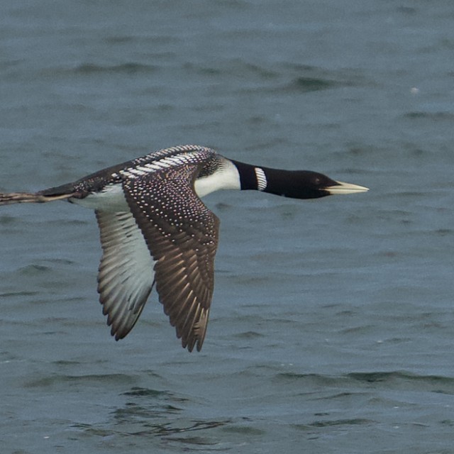 Yellow-billed Loon in flight