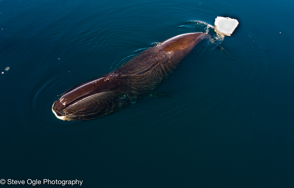 Bowhead whale